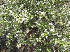 Eriocephalus ericoides