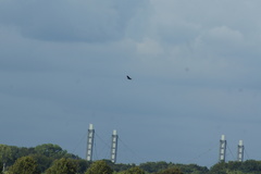 Corvus corone