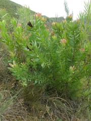 Leucadendron burchellii