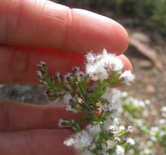 Eriocephalus ericoides