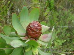 Leucadendron burchellii