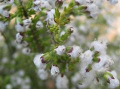 Eriocephalus ericoides