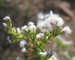 Eriocephalus ericoides