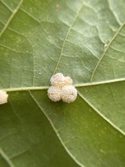 Andricus rugatus