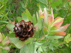 Leucadendron burchellii