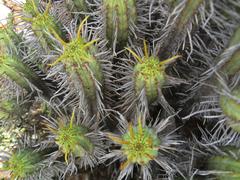 Euphorbia heptagona