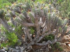 Euphorbia heptagona