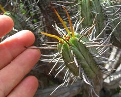 Euphorbia heptagona