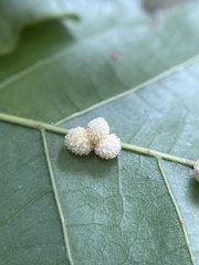 Andricus rugatus