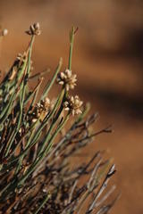 Hermbstaedtia glauca