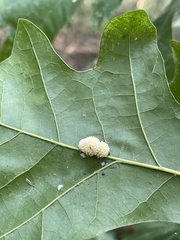 Andricus rugatus