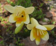Freesia corymbosa