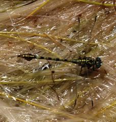 Paragomphus cognatus