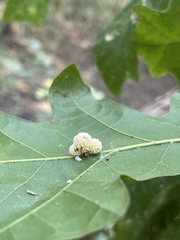 Andricus rugatus