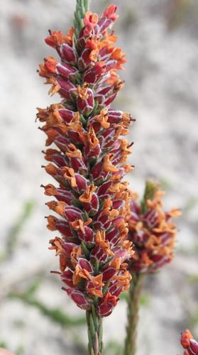 Audouinia capitata (Audouinia capitata)