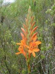 Watsonia schlechteri