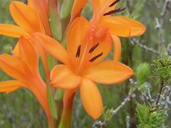 Watsonia schlechteri