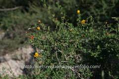 Chamaecrista greggii