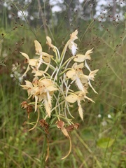 Platanthera × lueri