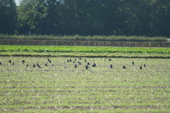 Corvus corone