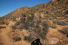 Diospyros ramulosa