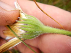 Dimorphotheca nudicaulis