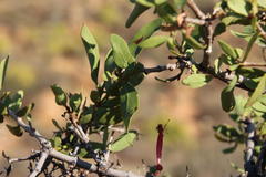 Diospyros ramulosa