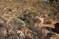 Diospyros ramulosa