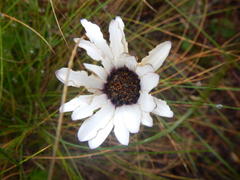 Dimorphotheca nudicaulis