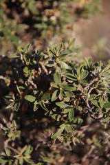 Diospyros ramulosa