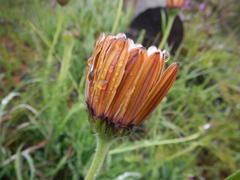 Dimorphotheca nudicaulis