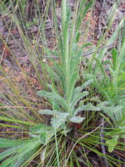 Dimorphotheca nudicaulis
