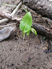 Zantedeschia aethiopica