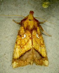 Papaipema harrisii