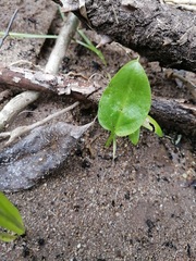 Zantedeschia aethiopica