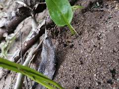 Zantedeschia aethiopica
