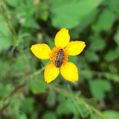 Acmaeodera mudgei