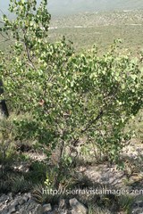 Senegalia crassifolia