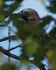 Garrulus glandarius