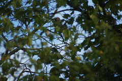 Garrulus glandarius