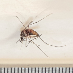 Aedes aegypti