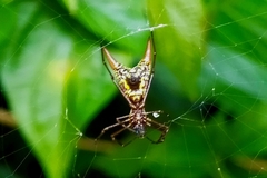 Micrathena spinosa