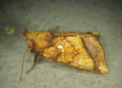Papaipema harrisii