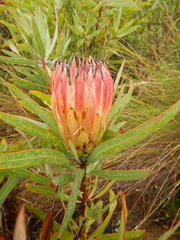 Protea burchellii