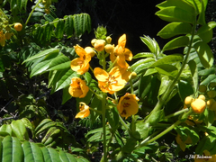Senna stipulacea