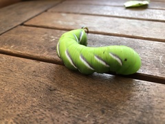 Sphinx ligustri