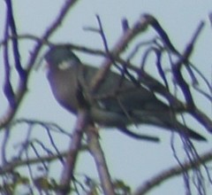Columba palumbus
