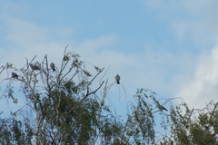 Columba palumbus