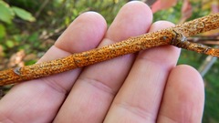 Aurantioporthe corni