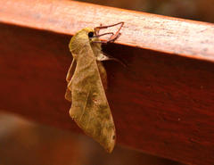 Pseudoclanis postica